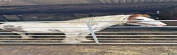 Irish Cob horses for sale: Beautifully marked red and white 4yo gelding - Advert 2