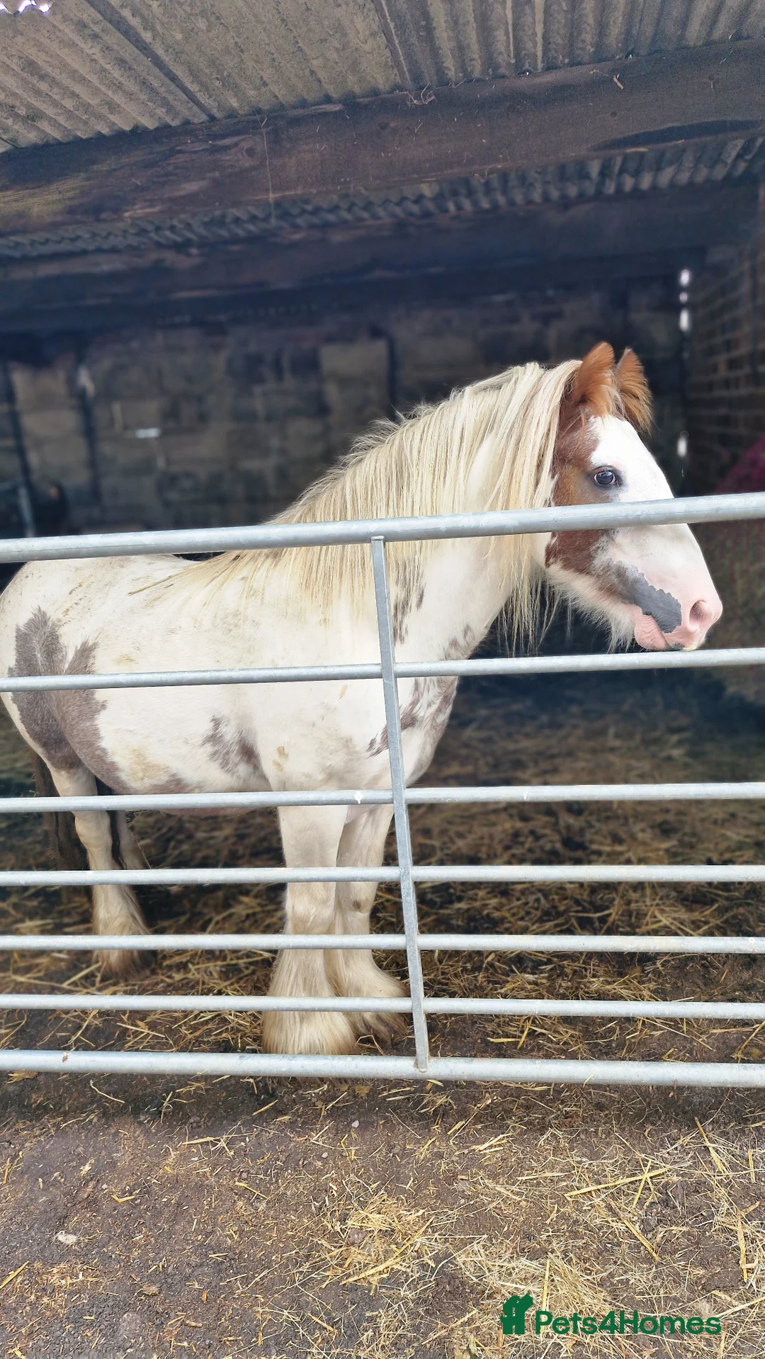 Irish Cob horses for sale: Beautifully marked red and white 4yo gelding - Advert 2
