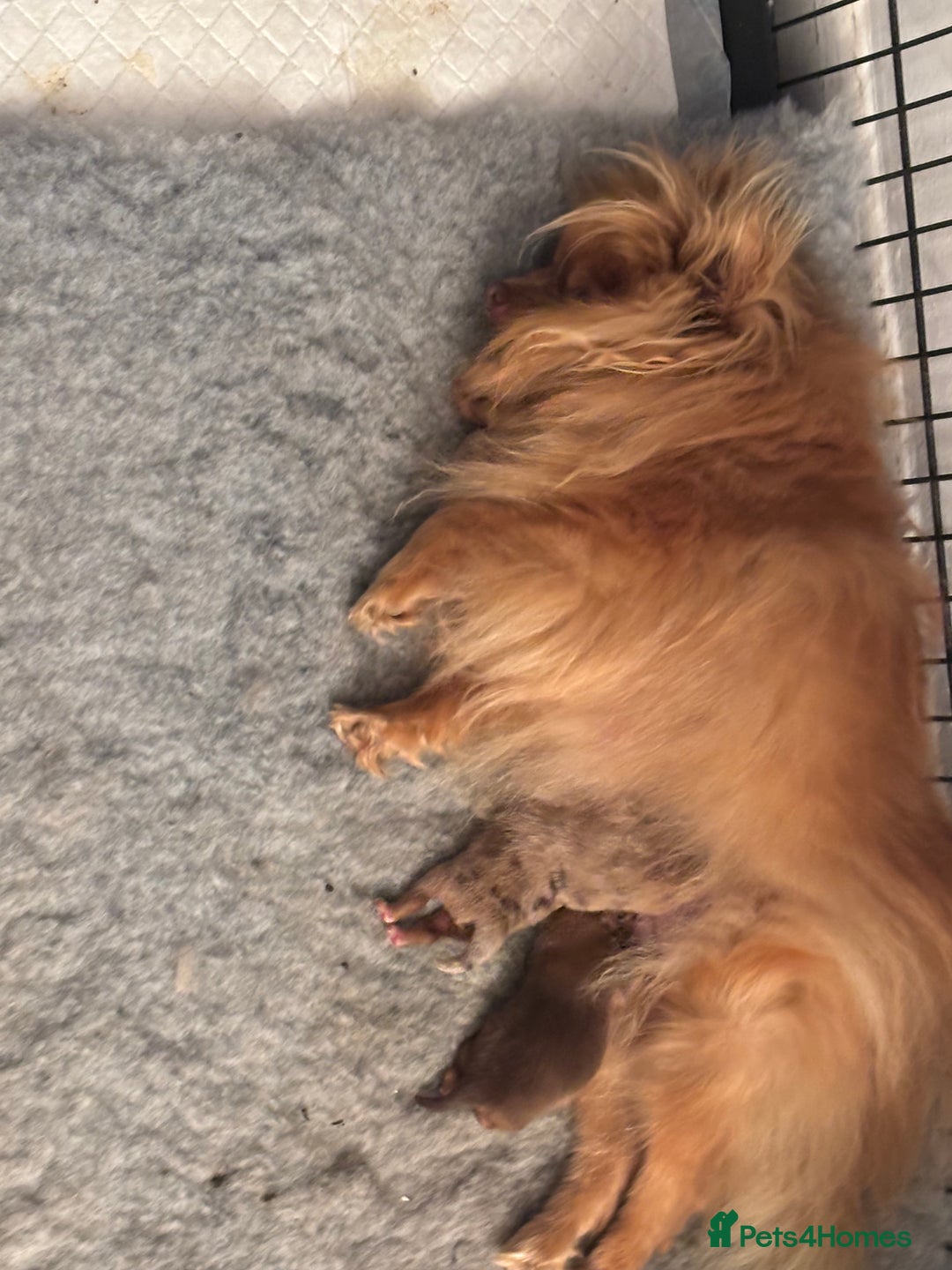 Pomeranian dogs for sale: Exotic color, mini Pomeranians  - Image 17