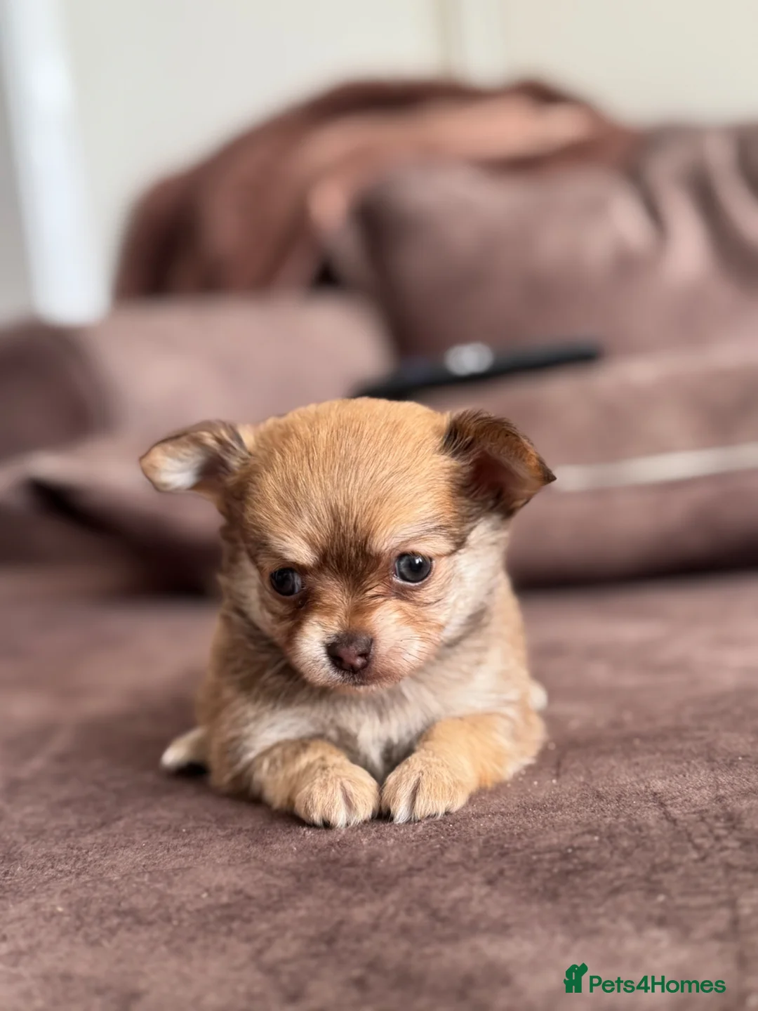 Pomchi dogs for sale: Pomchi puppy 1 GIRL LEFT READY NOW  - Advert 12
