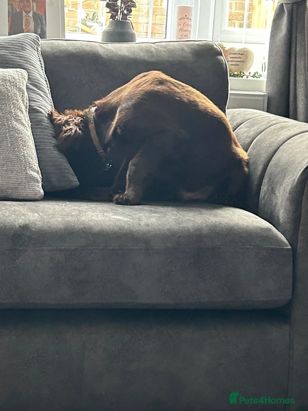 Cocker Spaniel dogs for sale: MeetMilo  - Advert 24