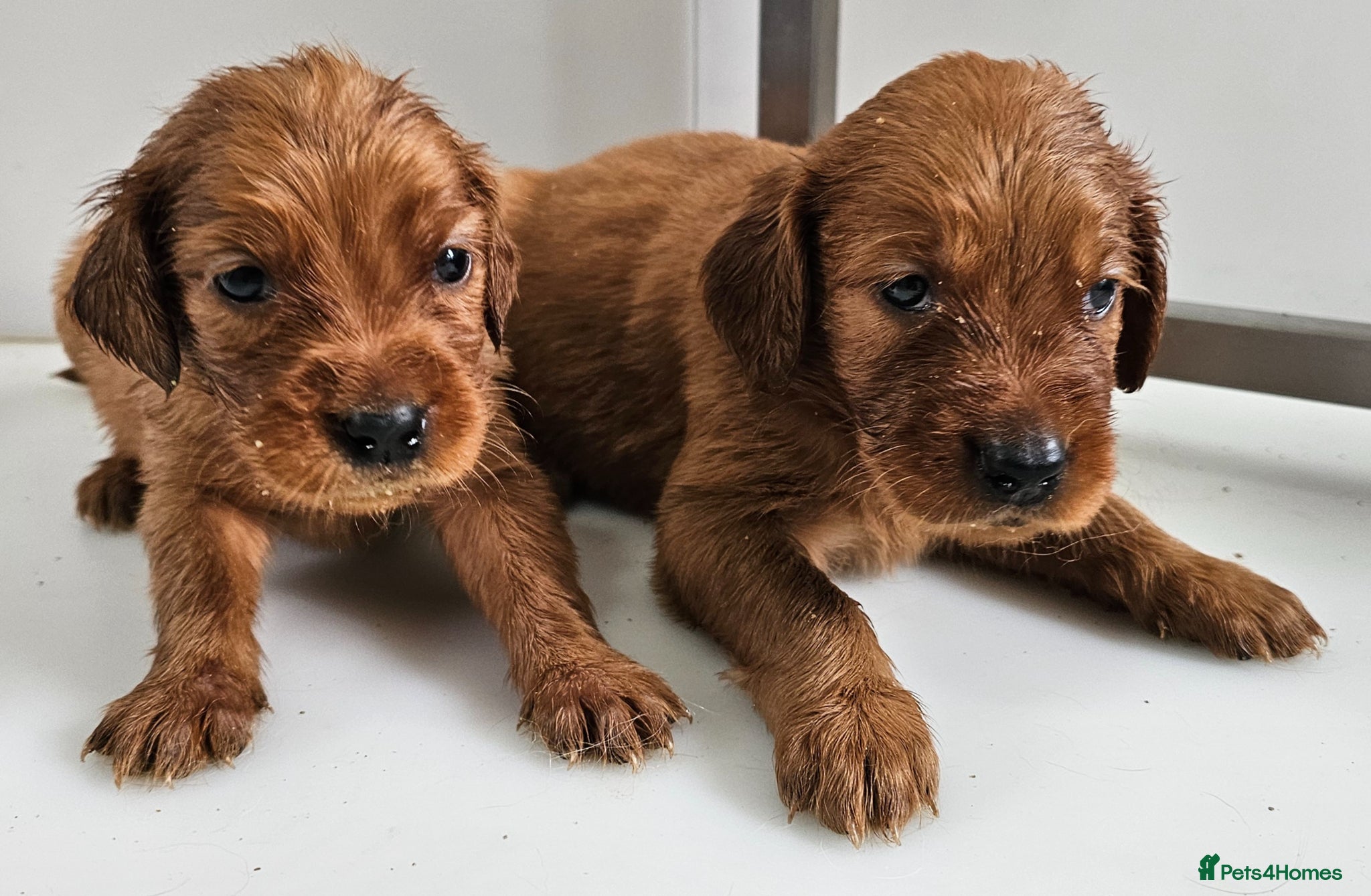 Mixed Breed dogs GOLDEN IRISH MALES - Advert 2