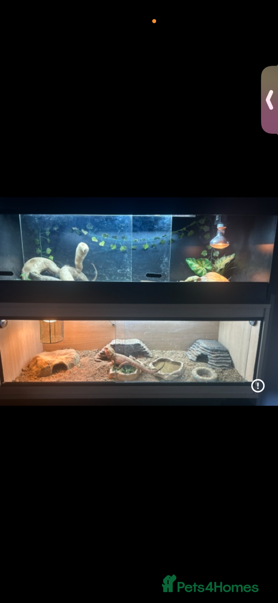 Bearded Dragon reptiles 2 bearded dragons and 2 fully set up vivariums  - Advert 1