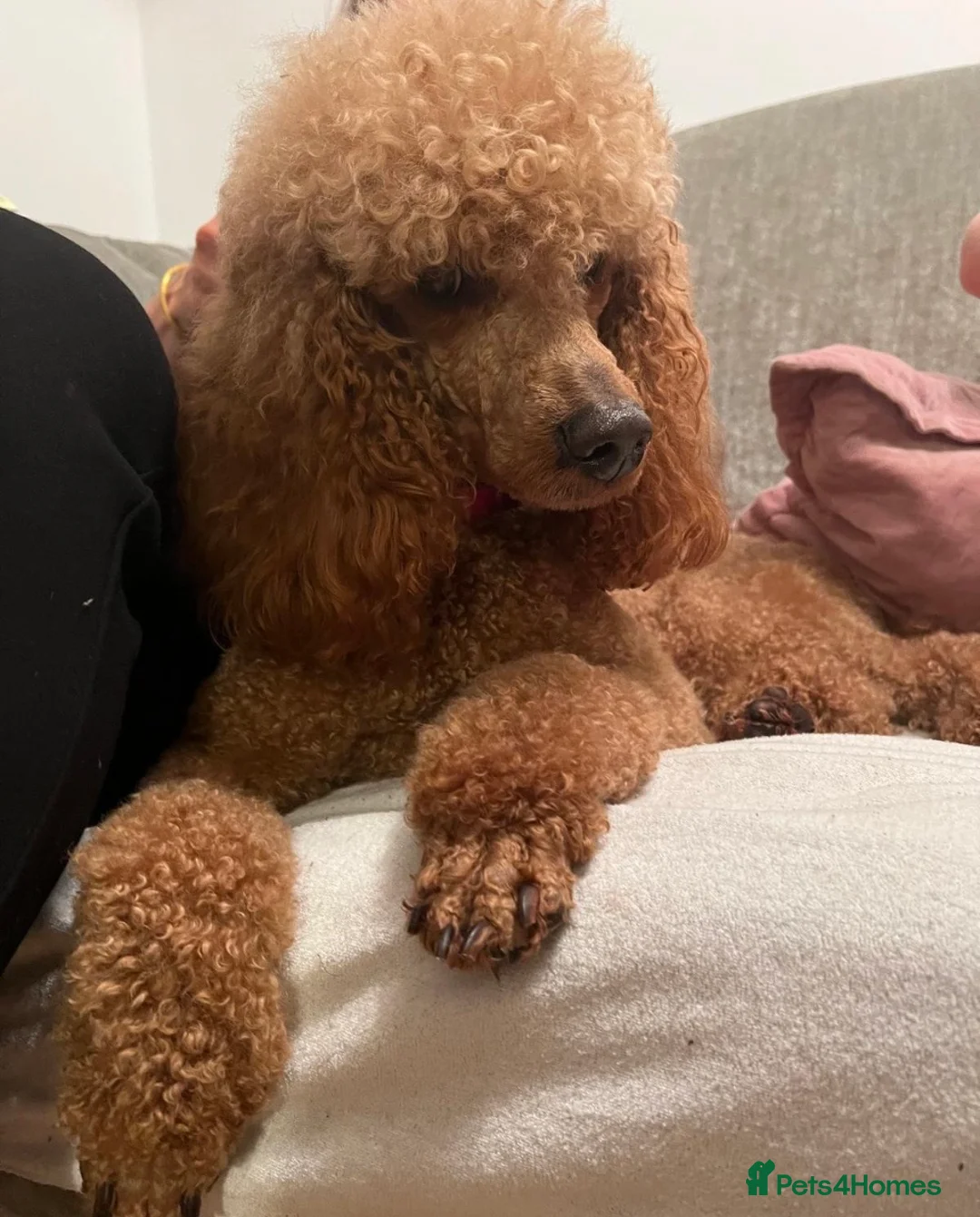Poodle dogs for sale: Red Moyen Klein Poodle  - Advert 2