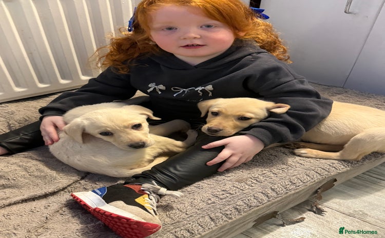 Labrador Retriever dogs - Advert 3