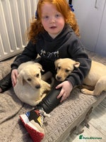 Labrador Retriever dogs - Advert 12