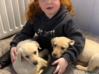 Labrador Retriever dogs - Advert 32