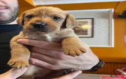 Labrador Retriever dogs for sale: Labrador puppies - Image 36
