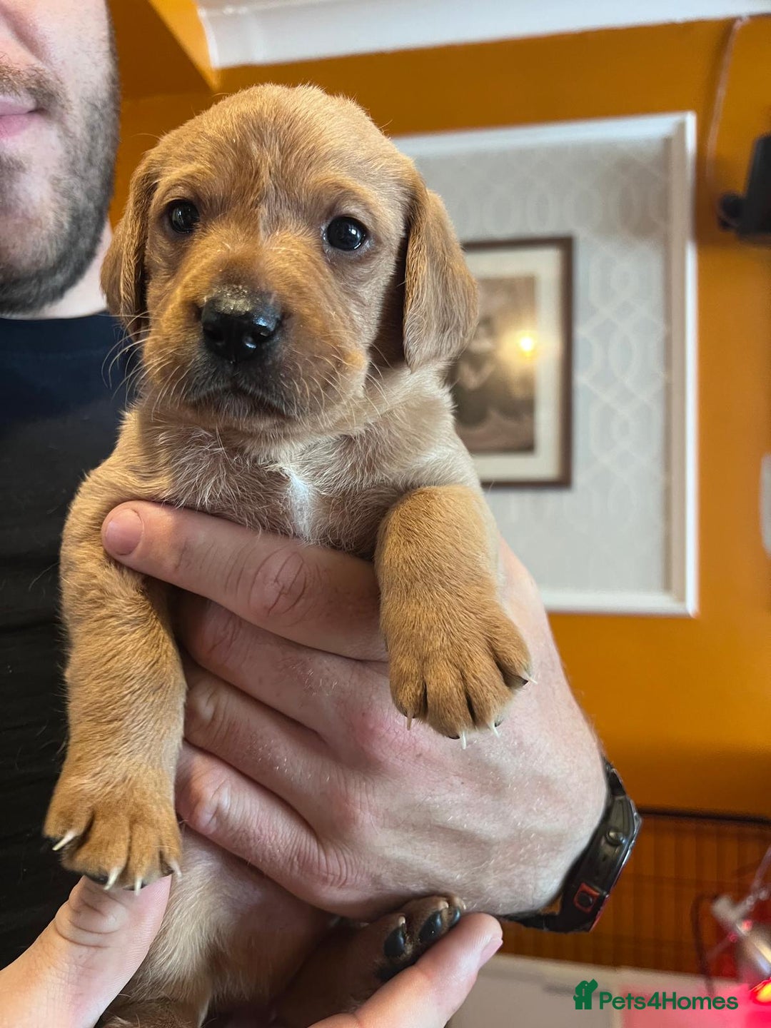 Labrador Retriever dogs for sale: Labrador puppies - Image 36