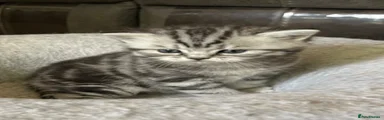British Shorthair Kitten 2