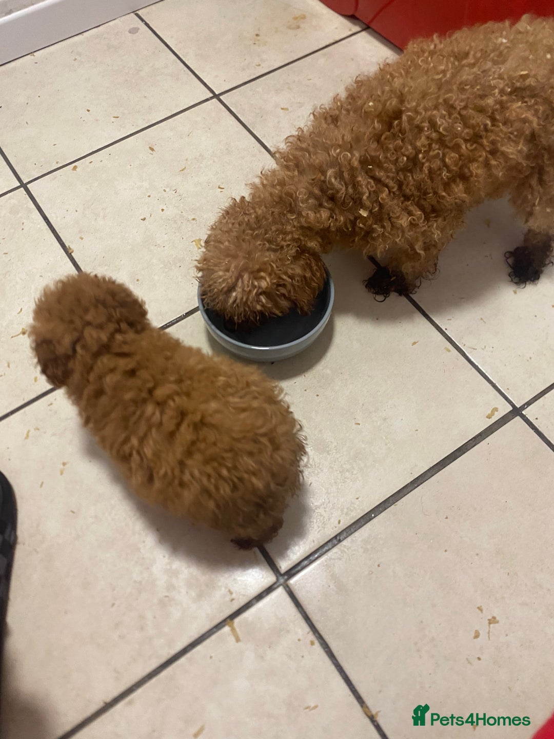 Toy Poodle dogs for sale: Toy poodle puppies  - Advert 11