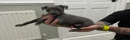 Whippet dogs for sale: KC registered Whippet puppies  - Advert 5