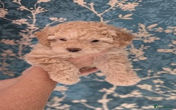 Toy Poodle dogs for sale: Two male health tested toy poodles - Image 3