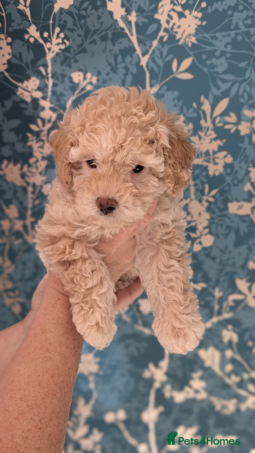 Toy Poodle dogs for sale: Two male health tested toy poodles - Image 3