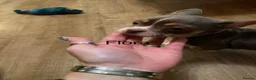 Mixed Breed dogs for sale: Chihuahua cross frenchie puppies in Stoke-sub-Hamdon - Advert 2