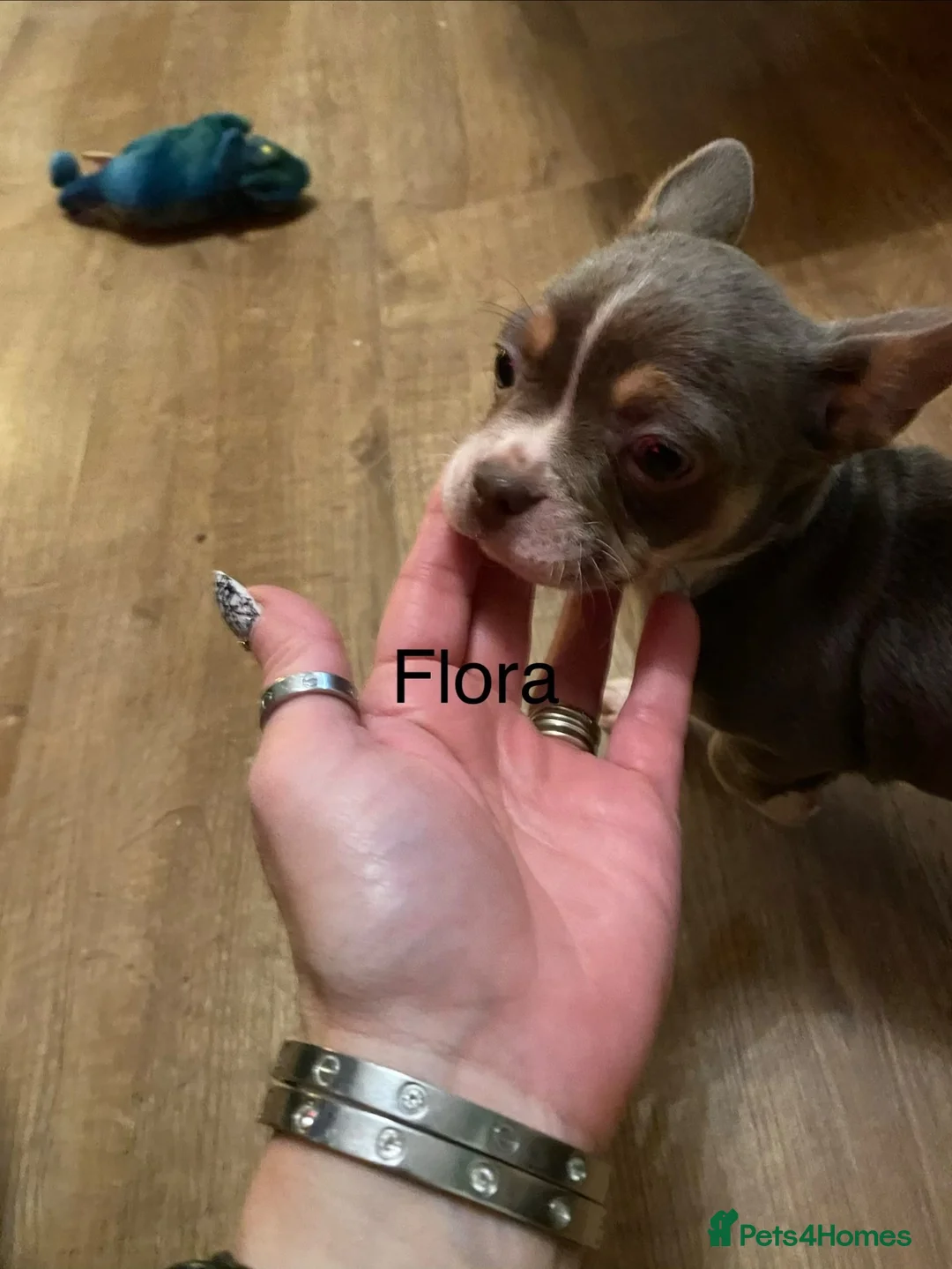 Mixed Breed dogs for sale: Chihuahua cross frenchie puppies in Stoke-sub-Hamdon - Advert 2