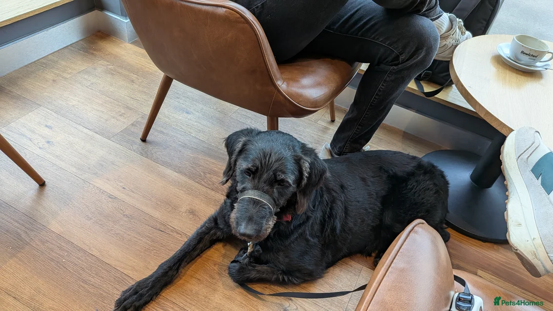 Labradoodle dogs for sale: 2 Year Old Labradoodle - Advert 3