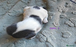 Mixed Breed dogs for sale: Jackweenie puppies - Image 14
