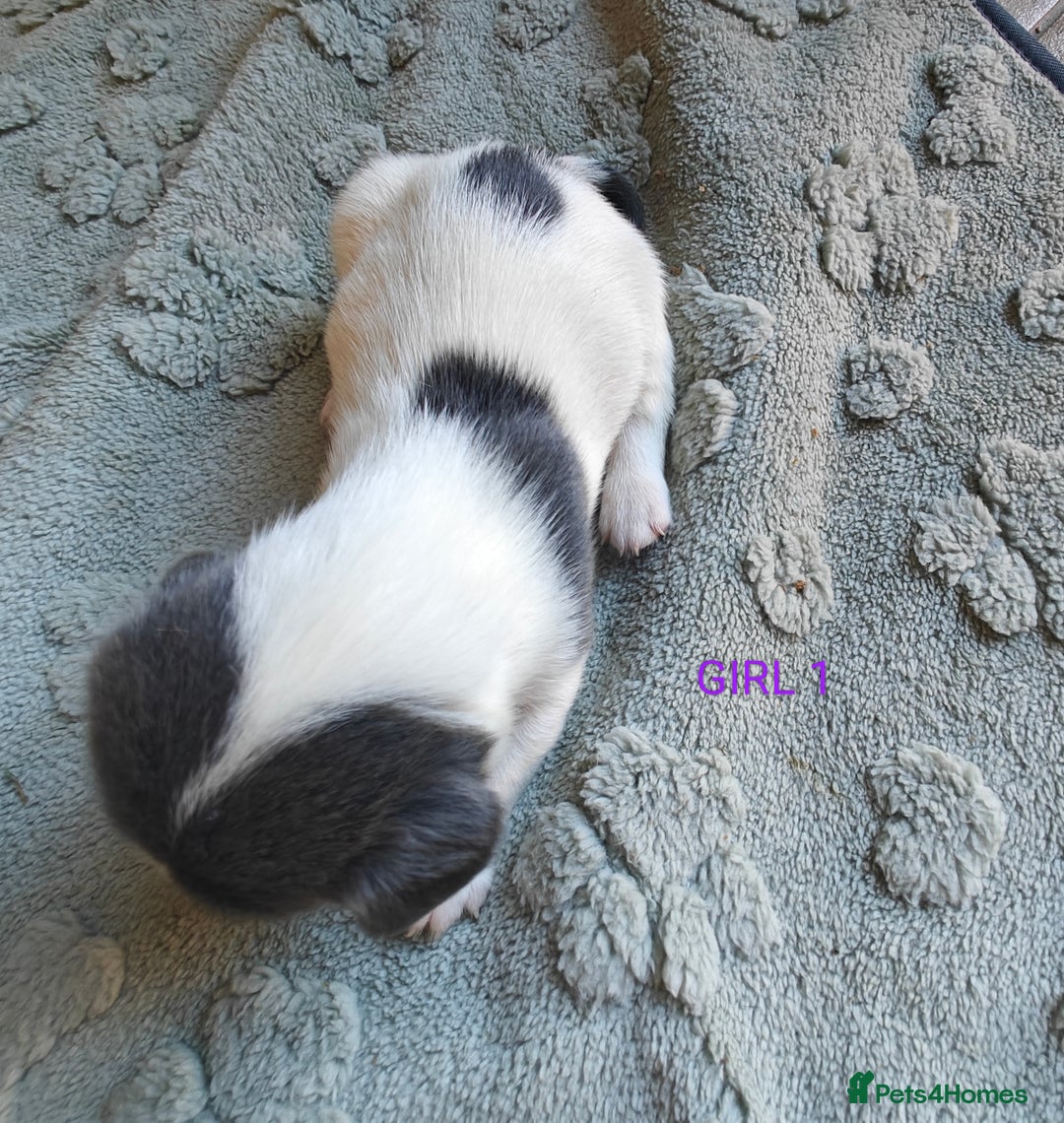 Mixed Breed dogs for sale: Jackweenie puppies - Image 14