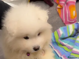 Samoyed dogs NOW VACCINATED AND CHIPPED Last pup remains ❤️ - Advert 5