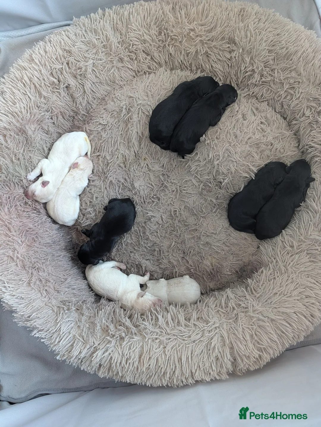 Labrador Retriever dogs for sale: Beautiful Labrador puppies  - Advert 24