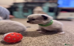 Ragdoll cats for sale: Absolutely stunning Ragdoll kittens for sale - Image 4