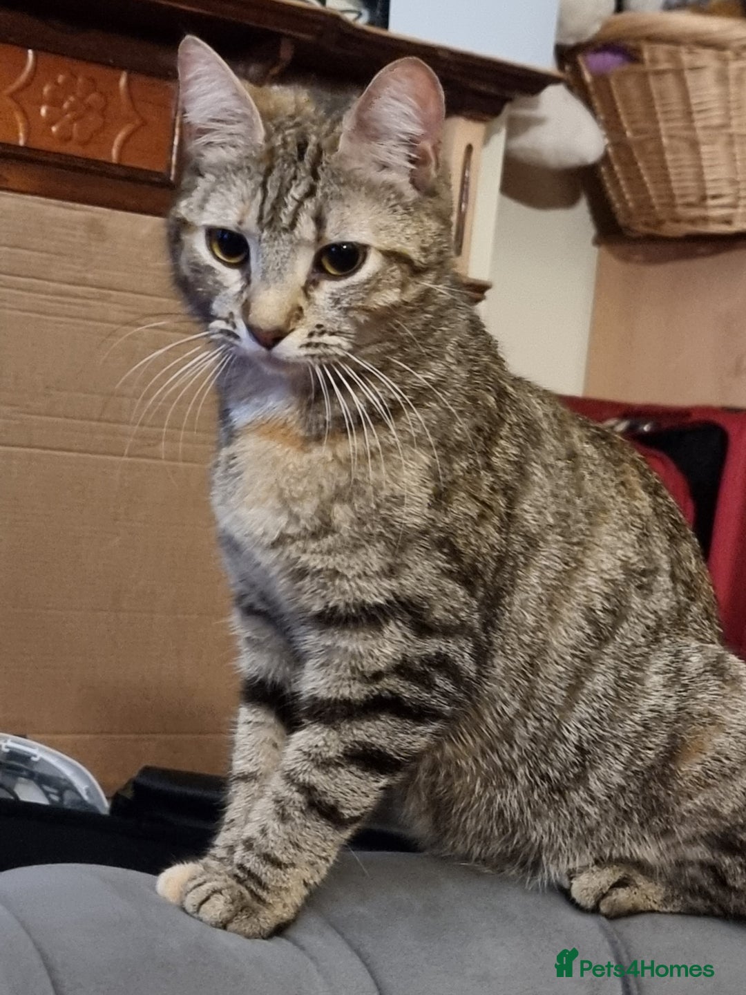 Domestic Shorthair cats for sale: Beautiful kittens need homes - Image 8