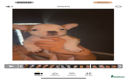 Mixed Breed dogs for sale: Frenchie x pocket bully puppy  - Image 4