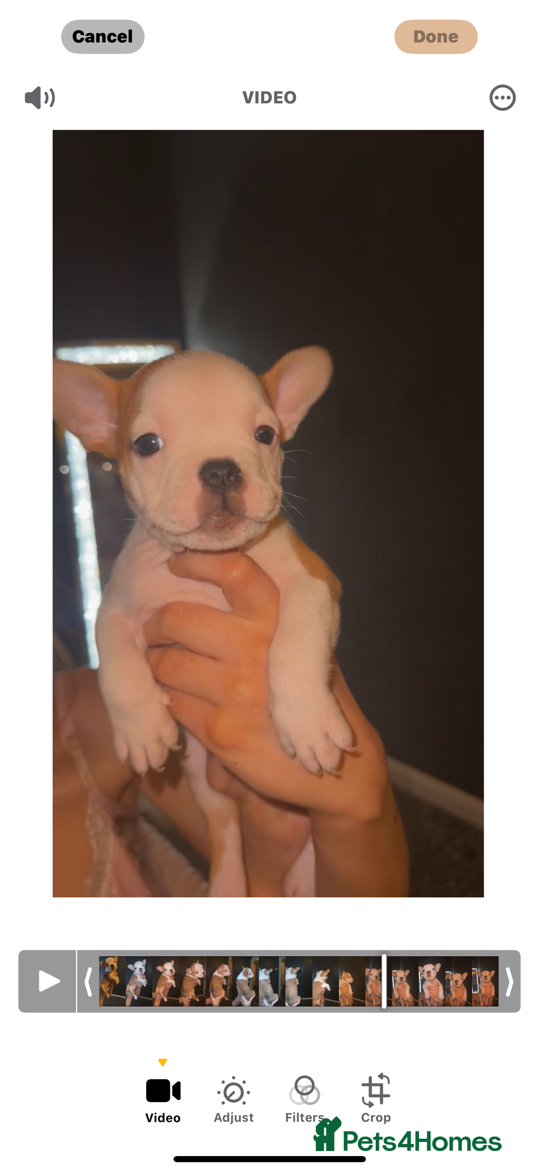 Mixed Breed dogs for sale: Frenchie x pocket bully puppy  - Image 4