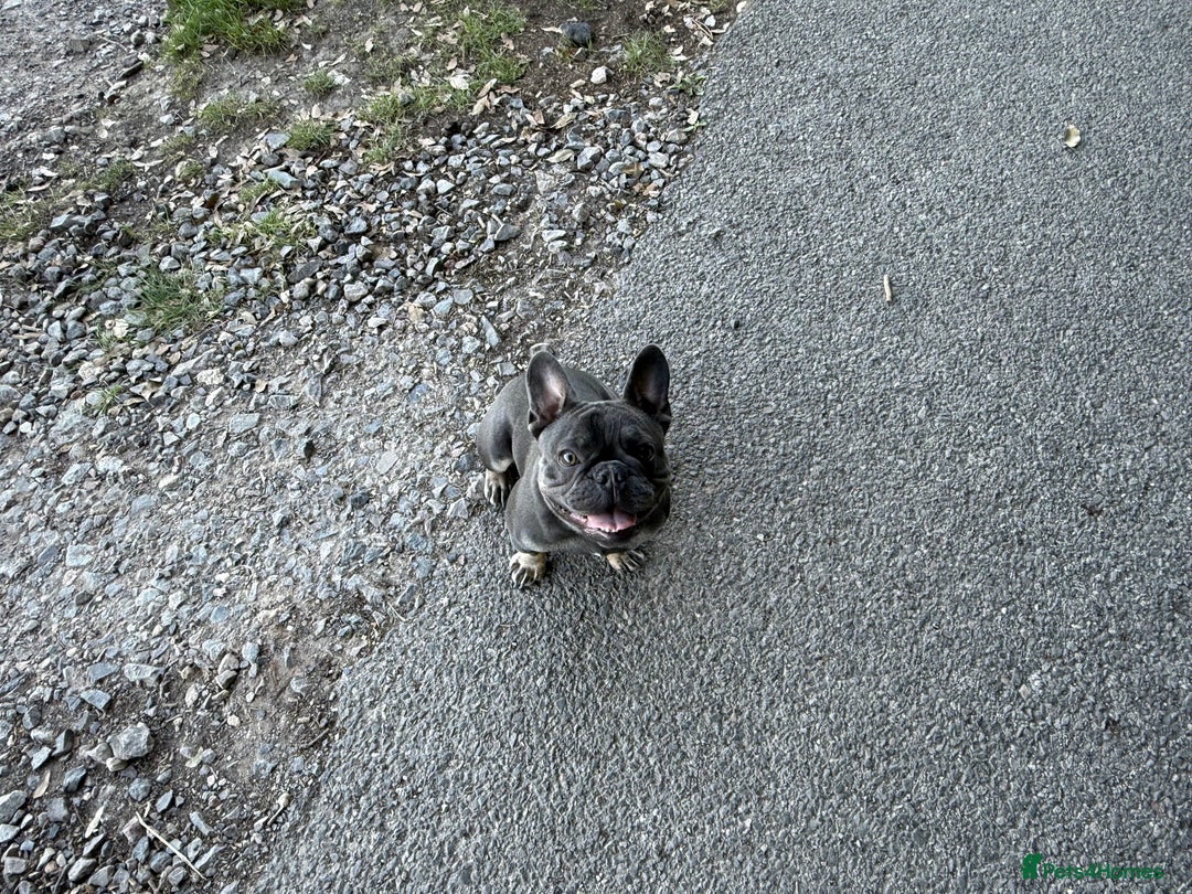 French Bulldog dogs for stud: PABLO 🐶 for stud - Black Compact Frenchie - Advert 5