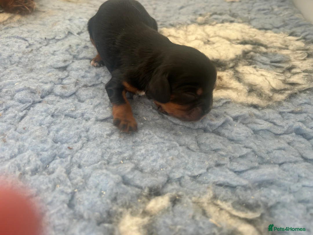 Cavalier King Charles Spaniel dogs for sale: 3 boys available! Health tested parents! - Advert 6