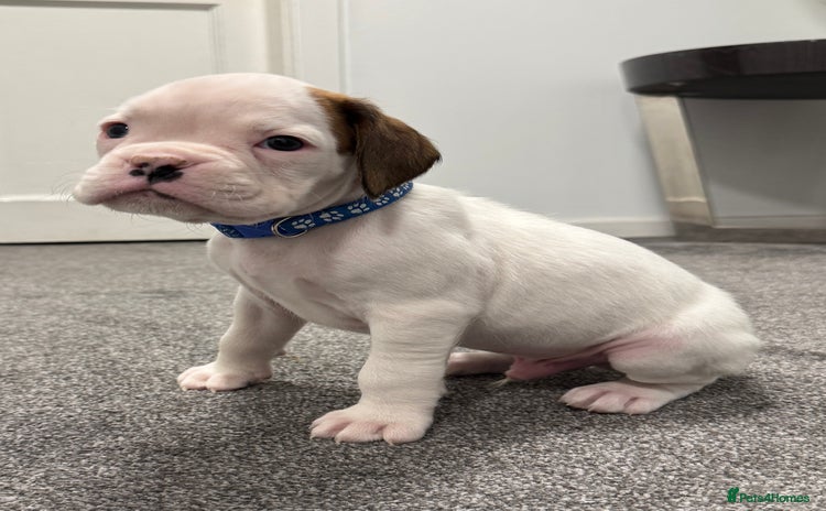 Boxer dogs - Advert 1