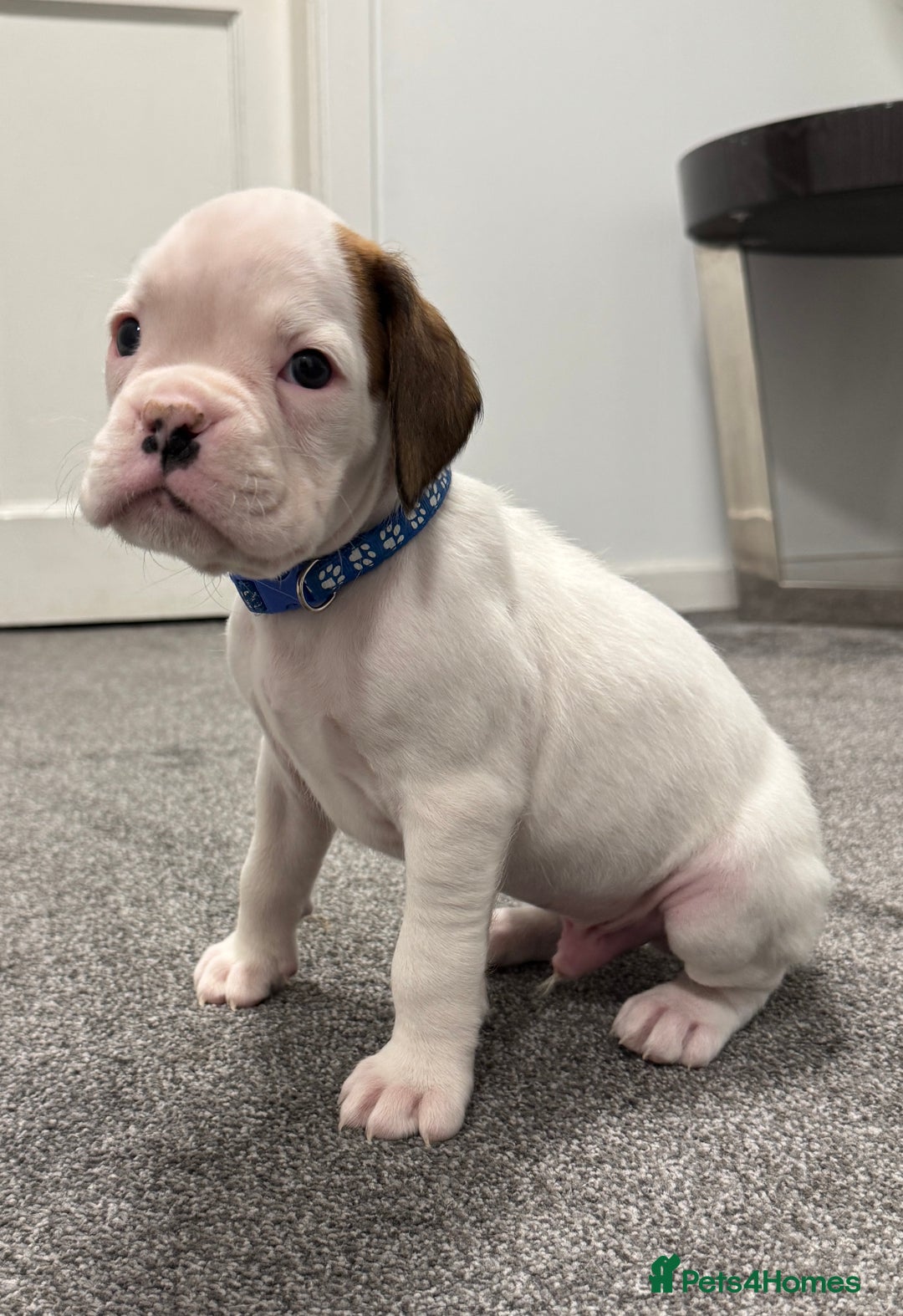 Boxer Boxer Puppies for sale Pets4Homes