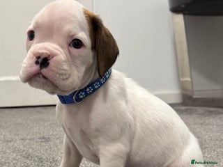 Boxer dogs - Advert 1