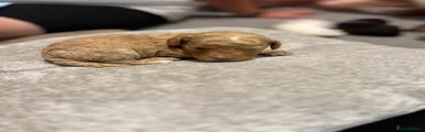 Cockapoo 4