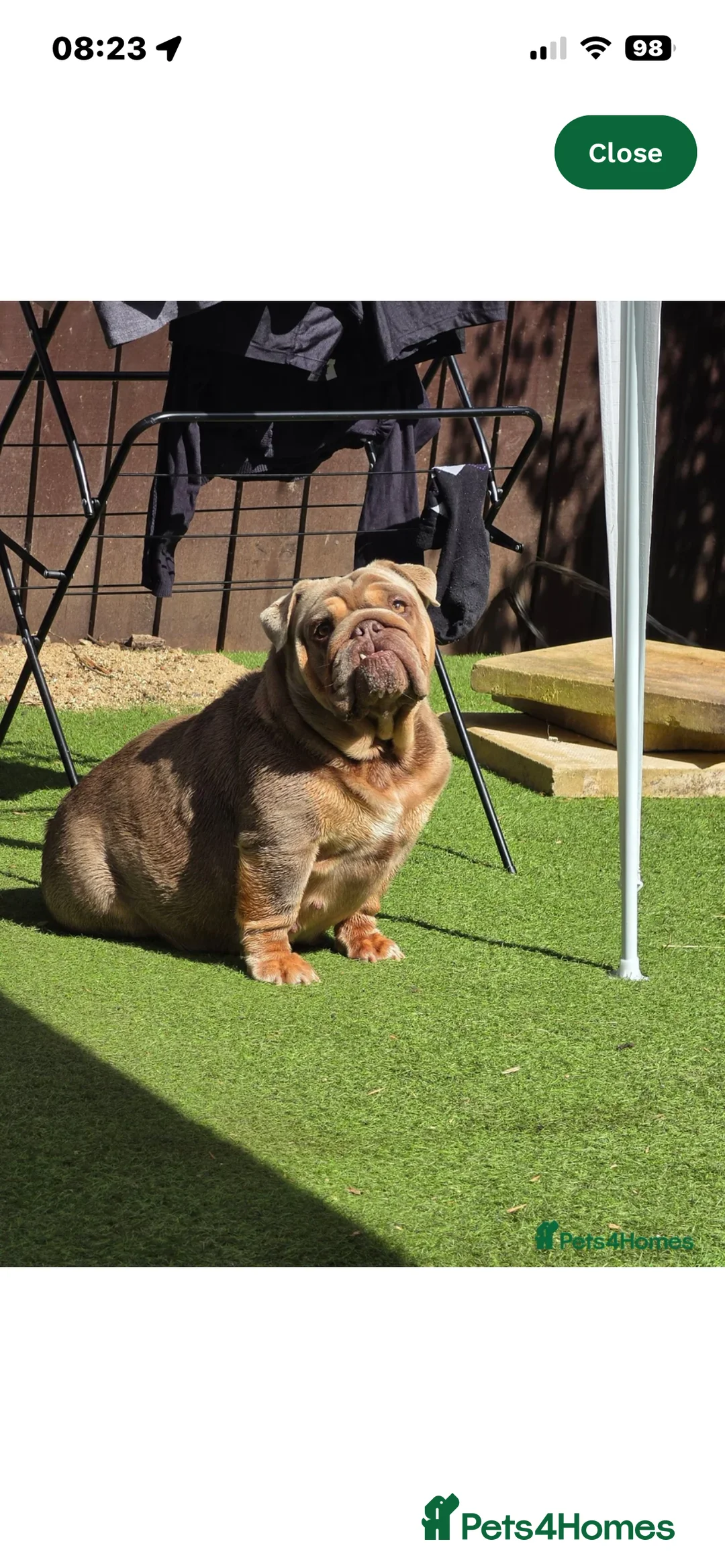 English Bulldog dogs for sale: Beautiful lilic & tan bulldog puppys - Advert 2