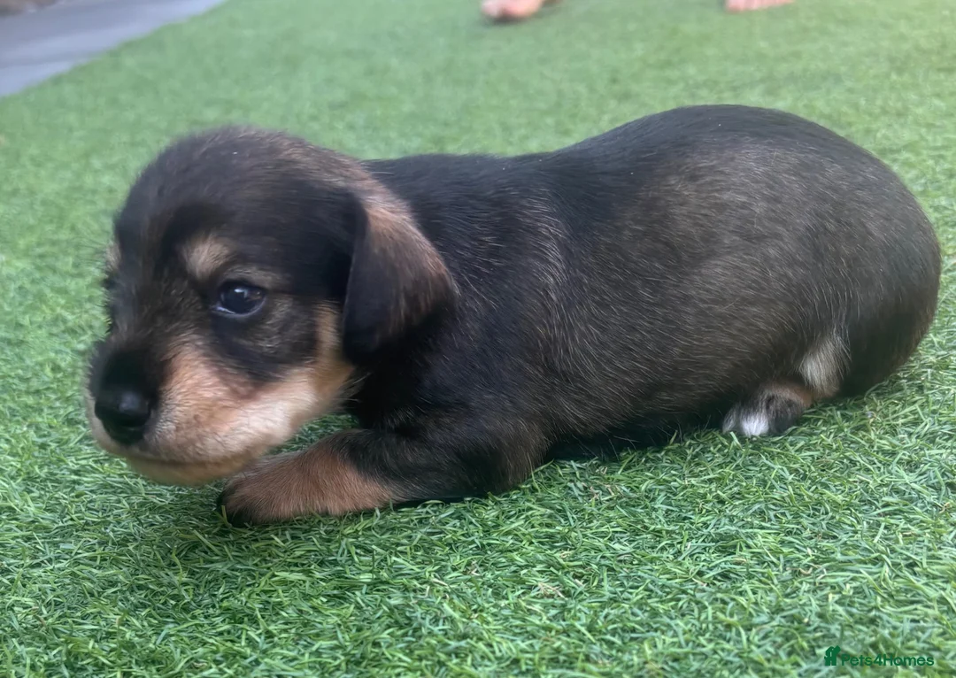 Mixed Breed dogs for sale: Beautiful miniature Schnoxie - Advert 2