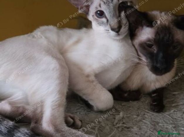 Siamese cats Seal Tabby Point girl  - Advert 4