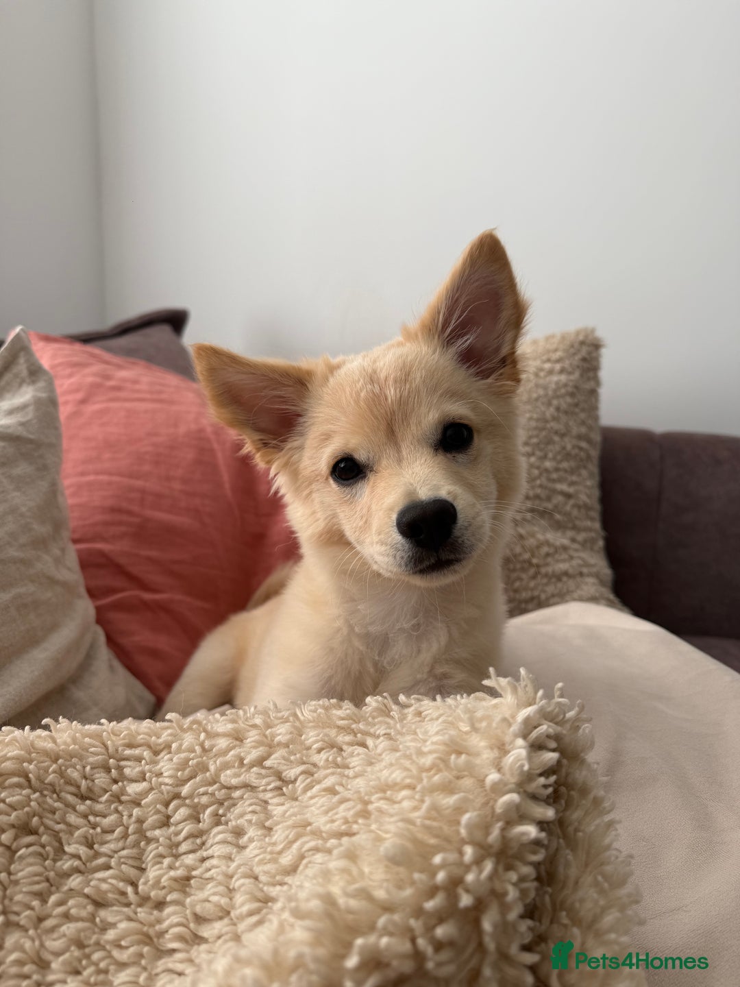 Mixed Breed dogs for sale: Chihuahua x Italian Volpino - Image 16