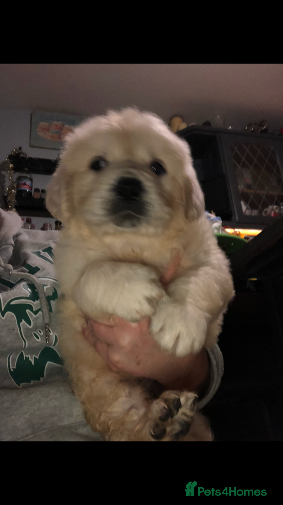 Golden Retriever dogs for sale: Show quality golden retriever puppies  - Advert 10