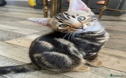 Bengal cats for sale: Part Snow Bengal Kitten - Image 15