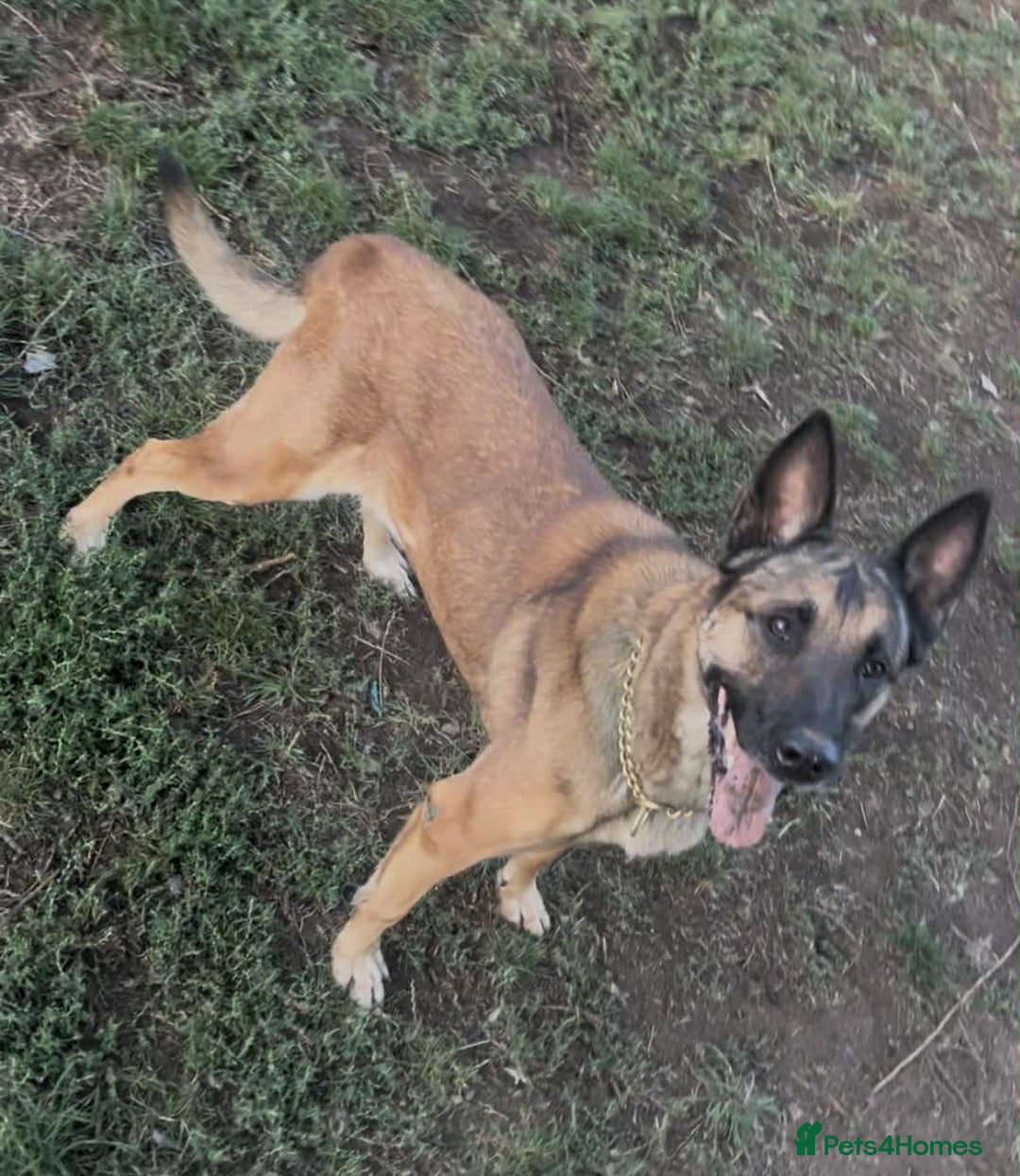 Belgian Shepherd Dog dogs for adoption: Cairo is looking for her forever home - Image 12