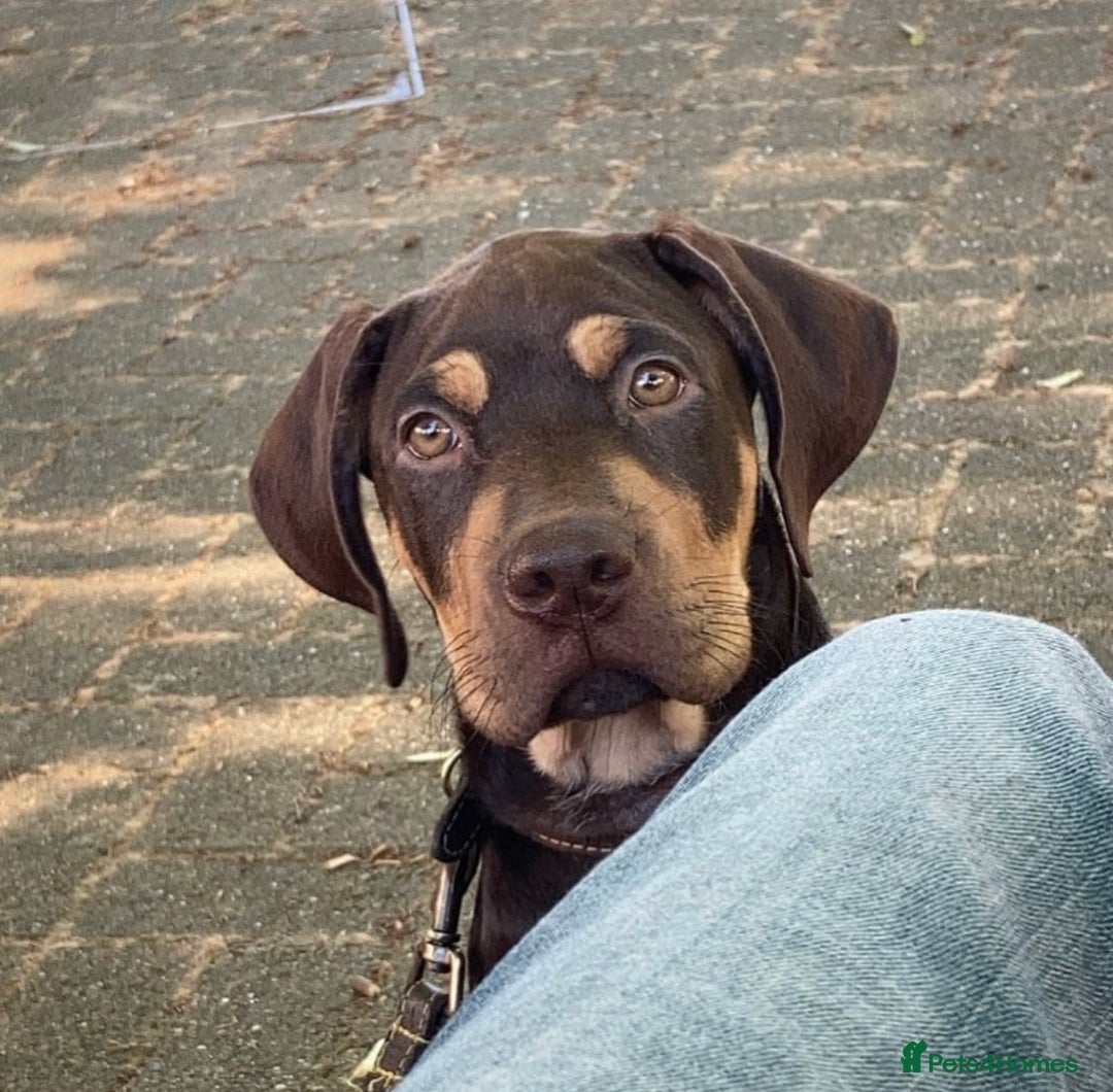 Mixed Breed dogs for sale: 🐾 Loving Dog Looking For His Forever Home 🐾 - Image 9