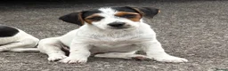 Jack Russell dogs for sale: Traditional short-legged Jack Russell puppies. - Advert 11