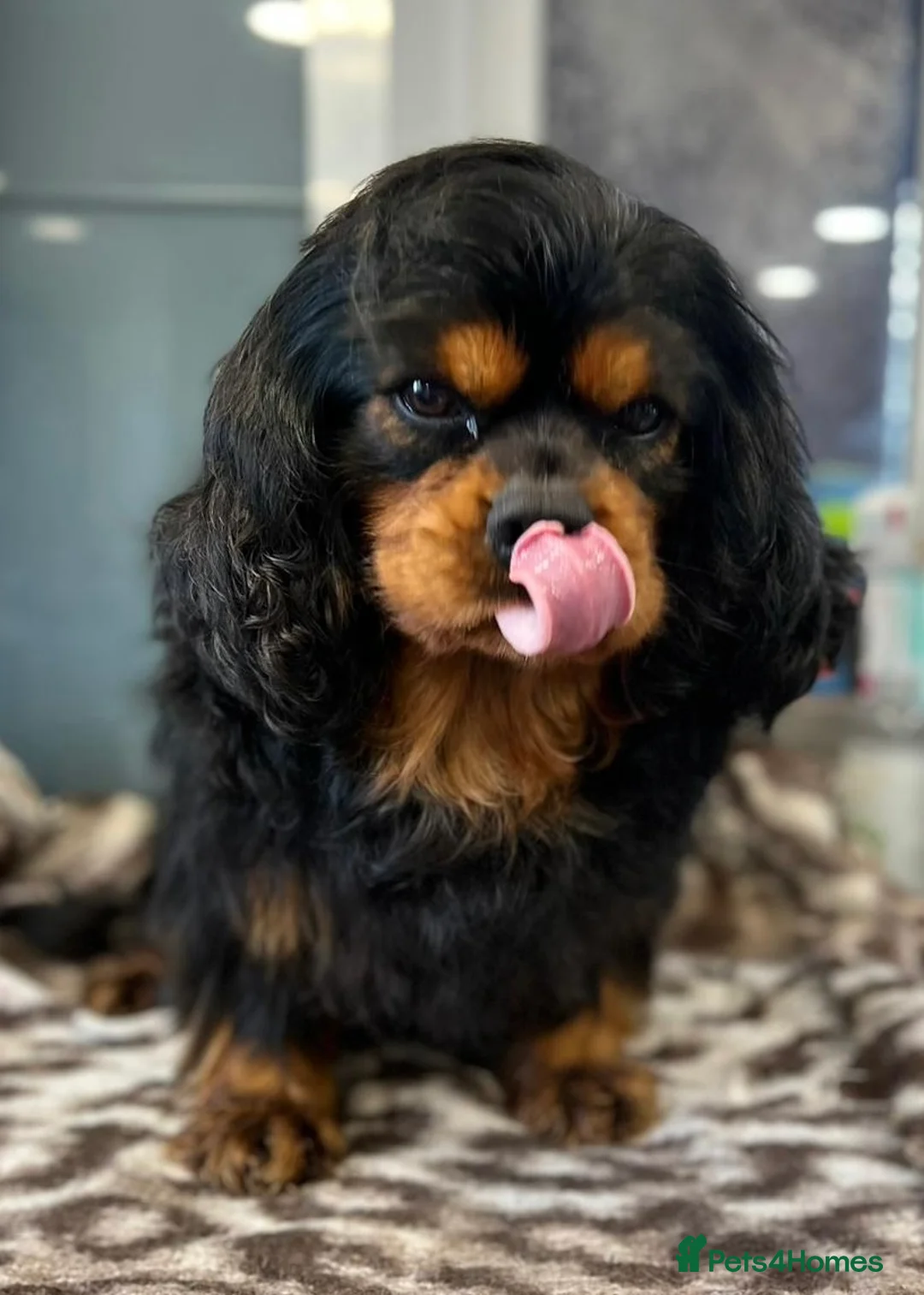 Cavalier King Charles Spaniel dogs for sale: 🐾KC reg,Extensively health tested Cavalier pups🐾 - Advert 19