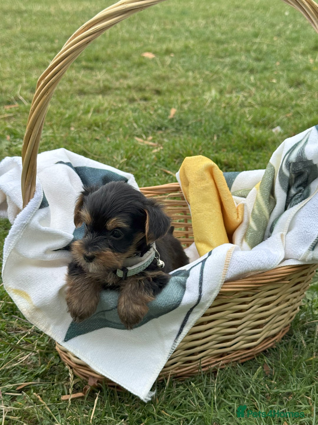 Yorkshire Terrier dogs for sale: Mini Yorkshire Terrier Puppies looking for Home - Image 12