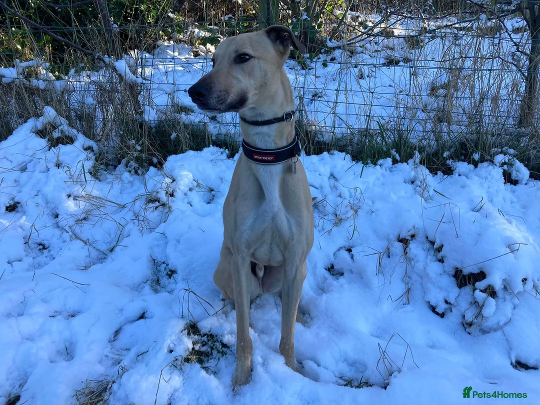 Lurcher dogs for adoption: BULLET, young bull-lurcher in rescue in Halifax - Advert 6