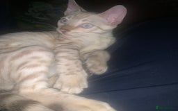 Bengal cats for sale: Male Bengal Cat – Loving & Trained For sale - Image 5