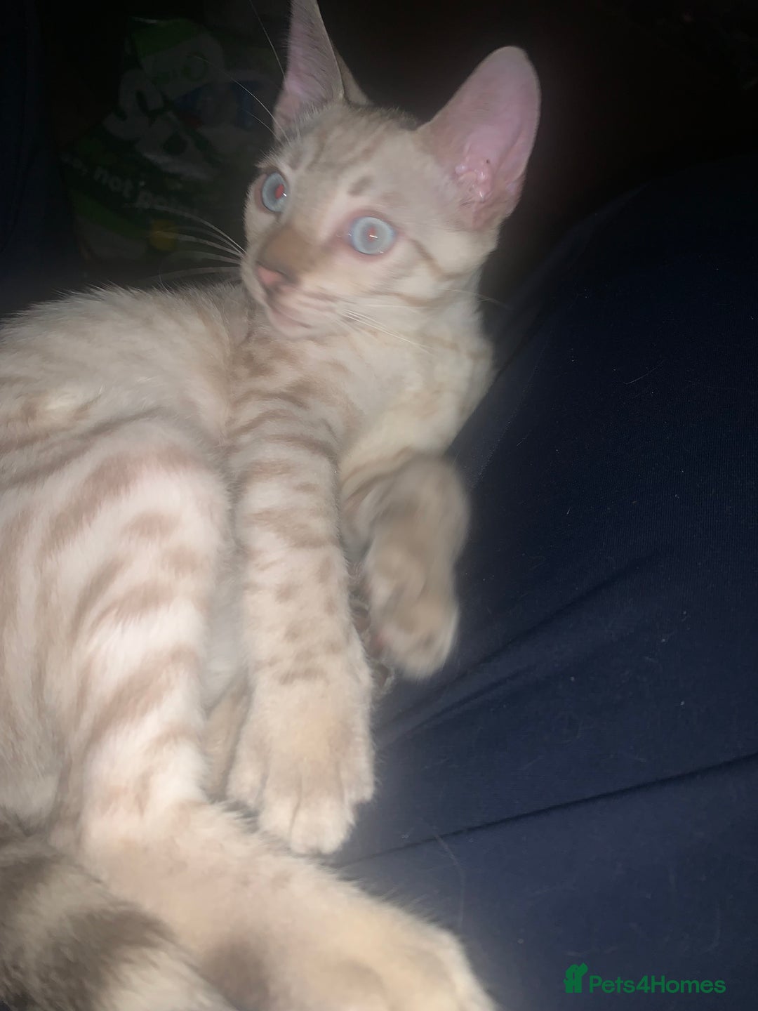Bengal cats for sale: Male Bengal Cat – Loving & Trained For sale - Image 5