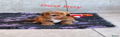 Red boy